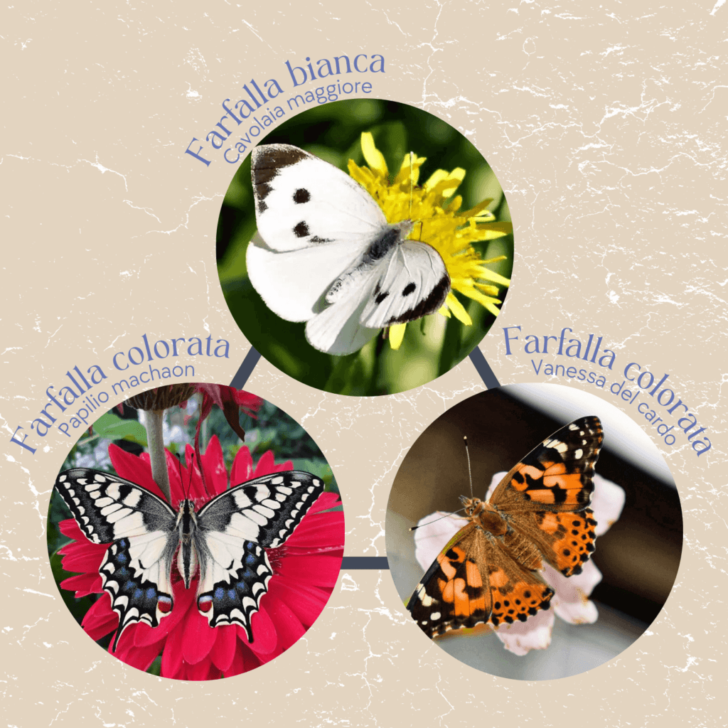 Specie proposte per il rilascio: cavolaia maggiore bianca, macaone e vanessa del cardo colorate