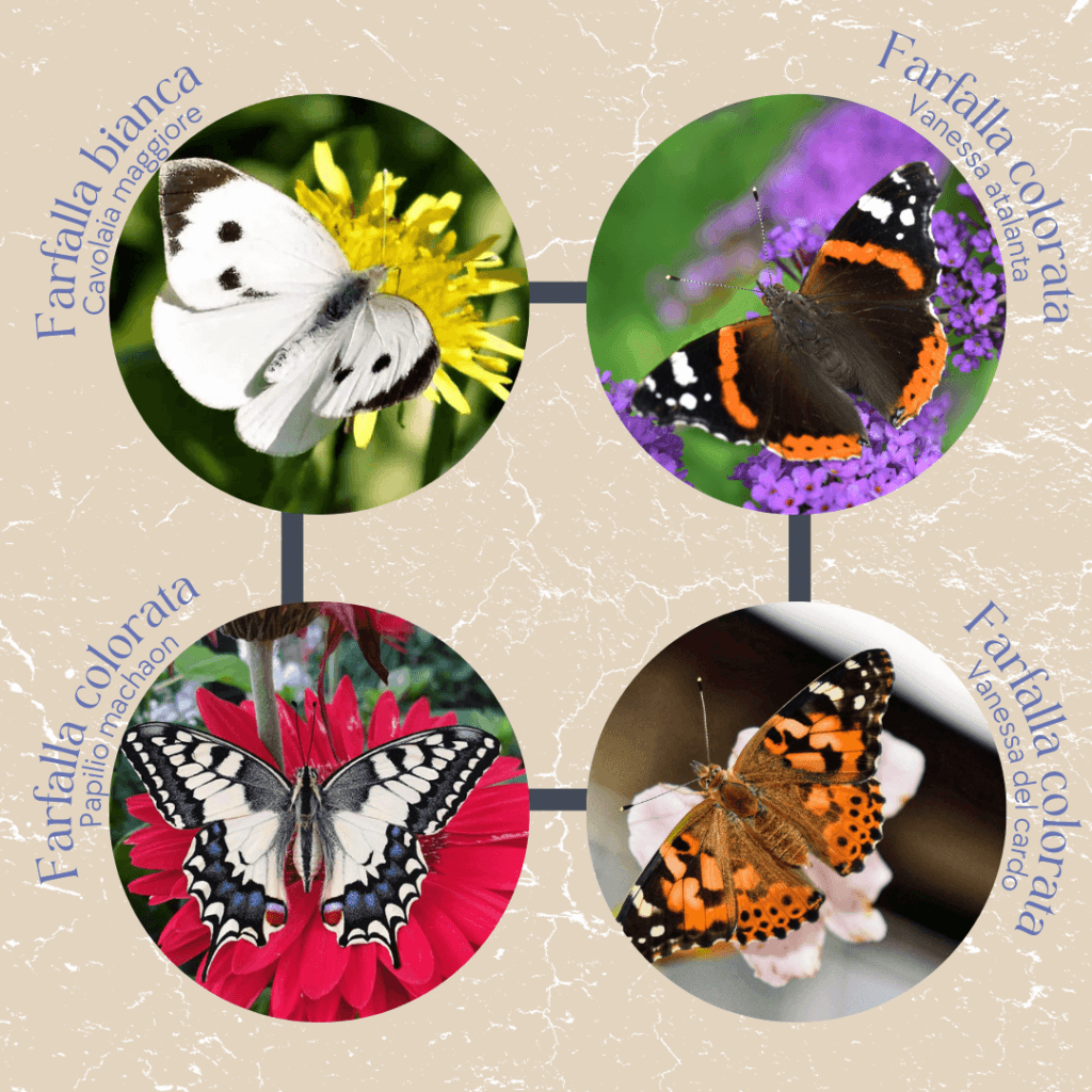 Foto delle quattro specie proposte per Butterfly Dream